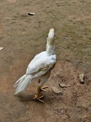 Parrot Nose Rooster