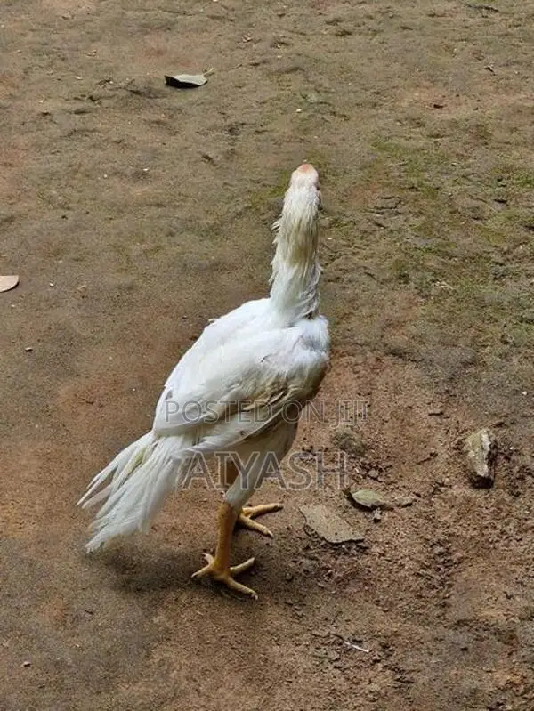 Parrot Nose Rooster