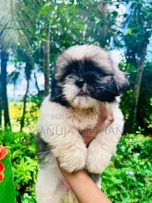 Shih Tzu Puppies