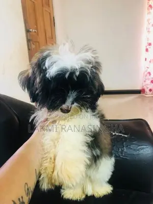 Shih Tzu Puppies