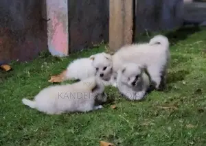Lion Pomeranian Puppies