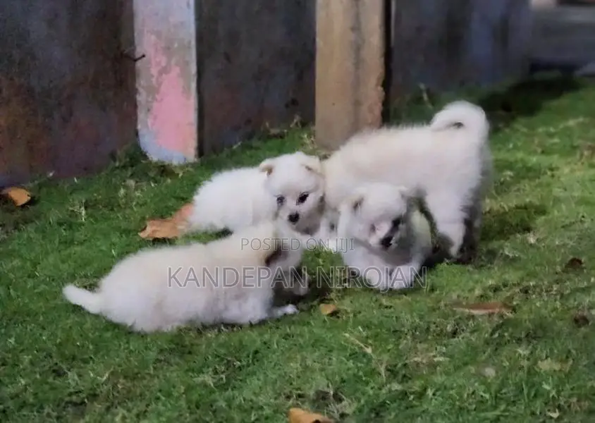 Lion Pomeranian Puppies
