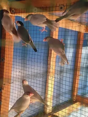 Java Birds