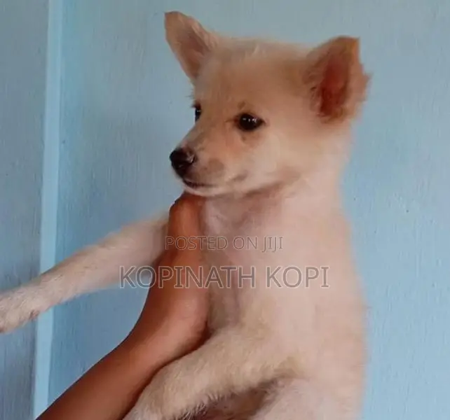 Pomeranian Puppy