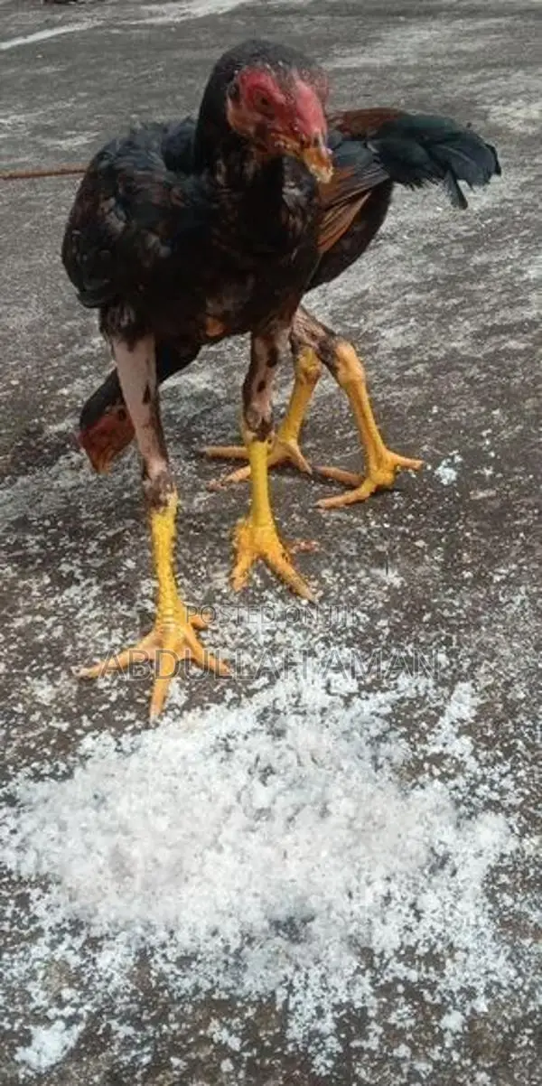 Rooster