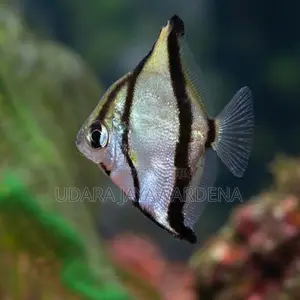 Mono Angel Fish