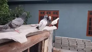 Pigeons