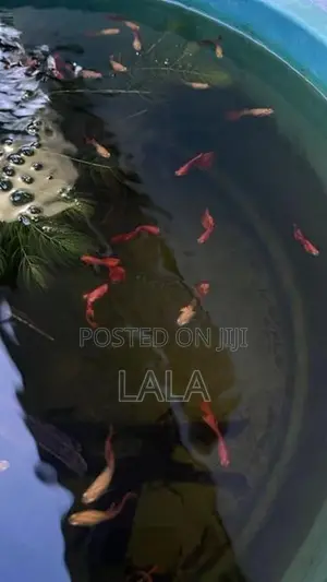 Albino Full Red Guppies