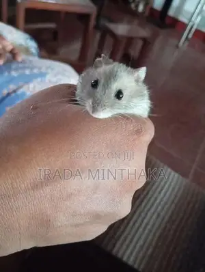 Dwarf Hamsters