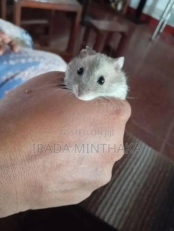 Dwarf Hamsters