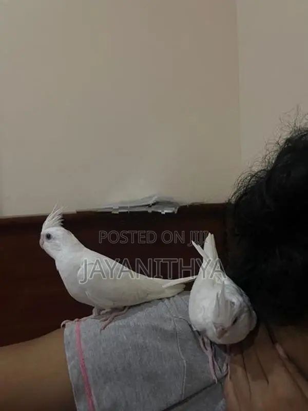 Cocktail Chicks