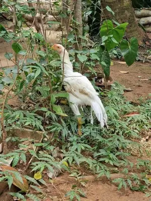 Parrot Nose Rooster