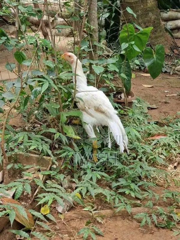 Parrot Nose Rooster