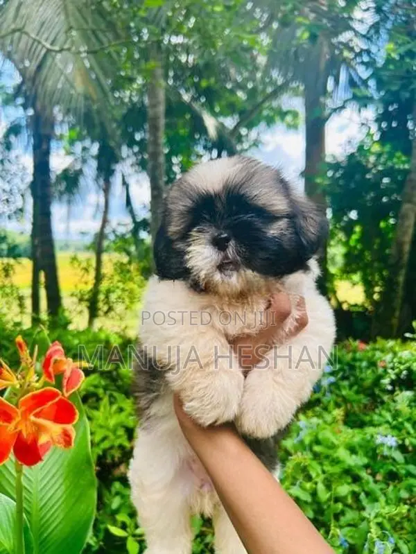 Shih Tzu Puppies