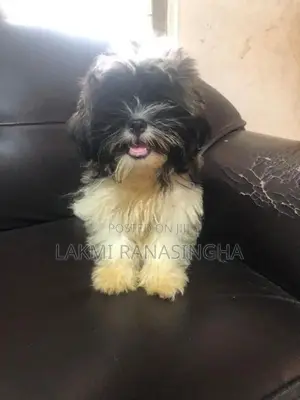 Shih Tzu Puppies