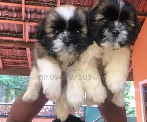 Shihtzu Puppies