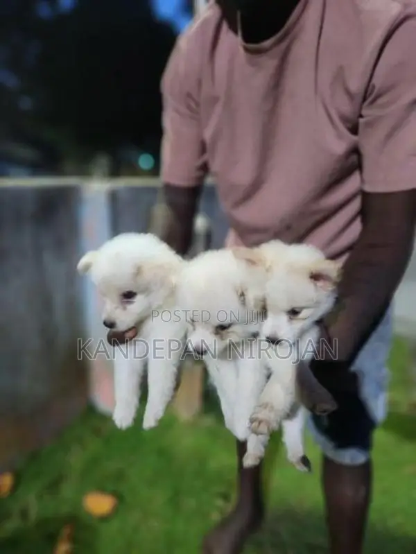 Lion Pomeranian Puppies