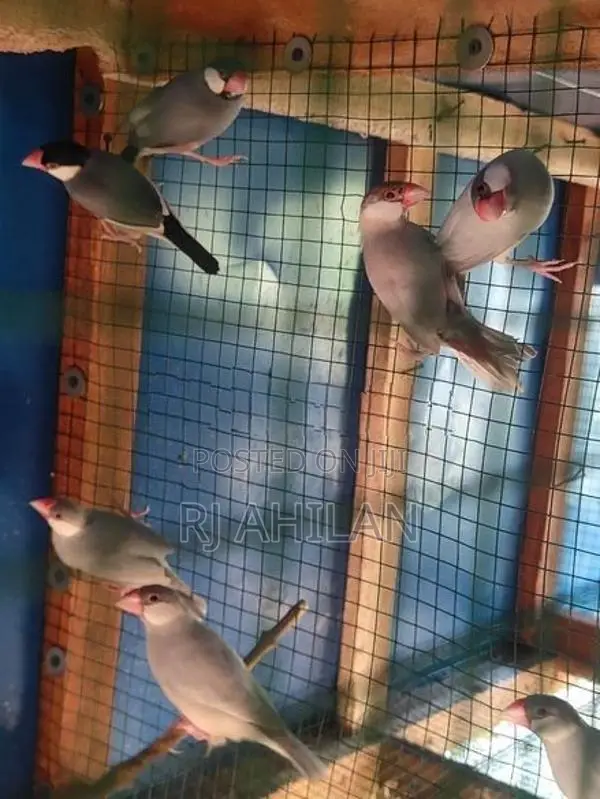 Java Birds
