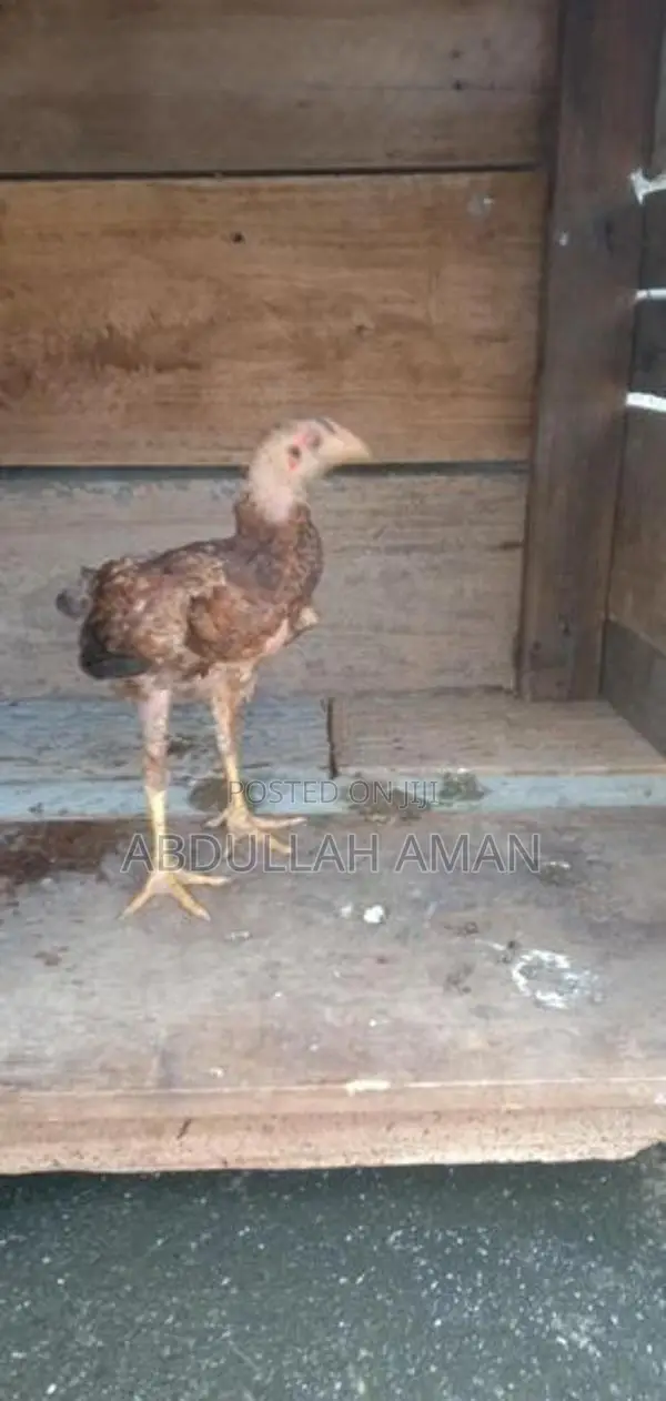 Rooster
