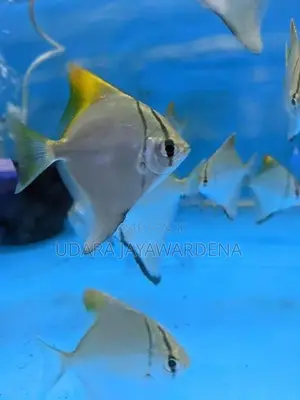 Mono Angel Fish
