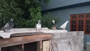 Pigeons