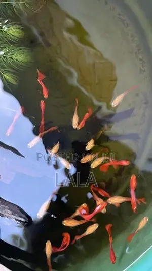 Albino Full Red Guppies