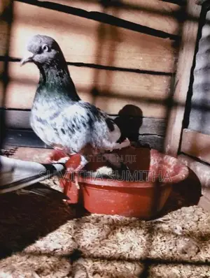 Timing Pigeon