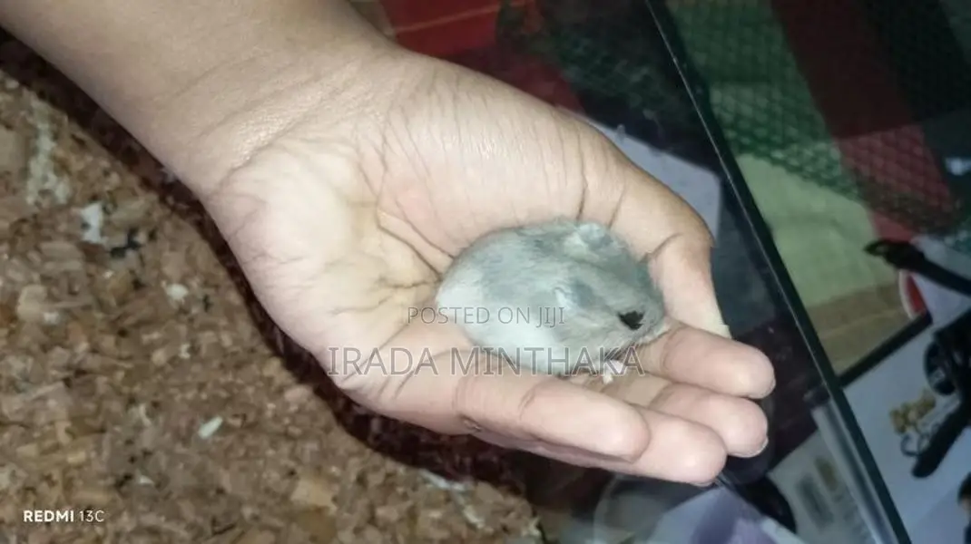 Dwarf Hamsters