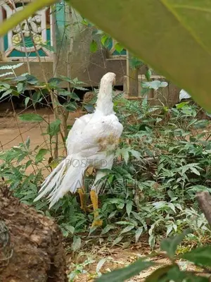 Parrot Nose Rooster
