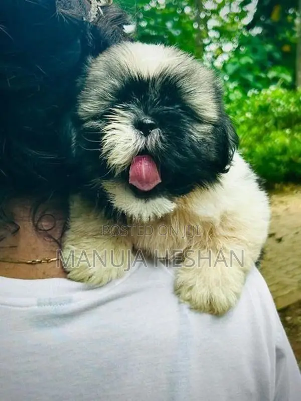 Shih Tzu Puppies