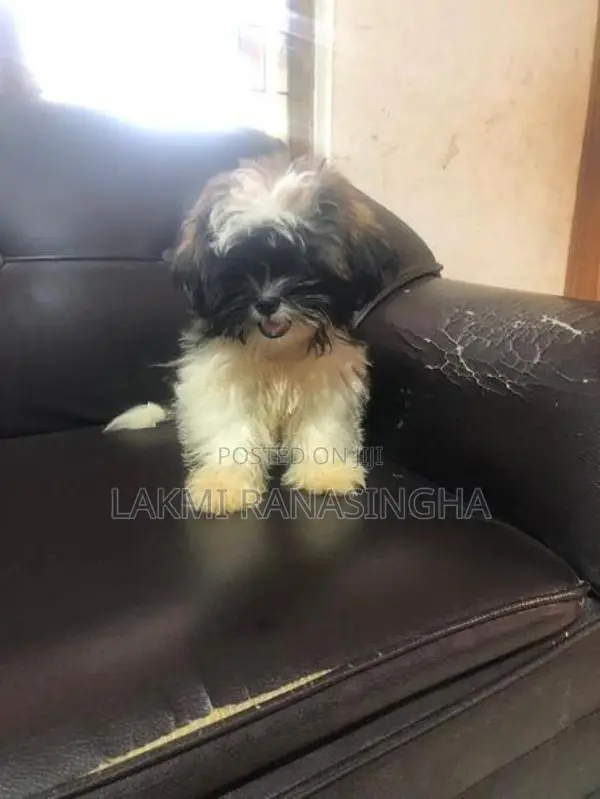 Shih Tzu Puppies