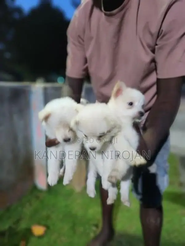 Lion Pomeranian Puppies