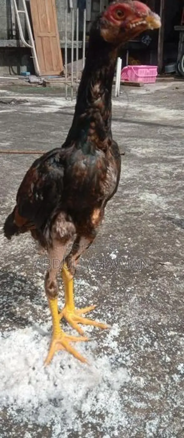 Rooster