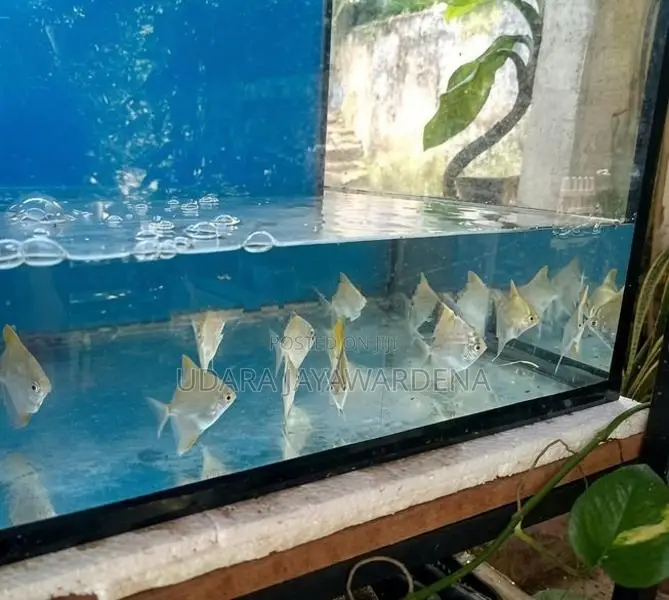 Mono Angel Fish