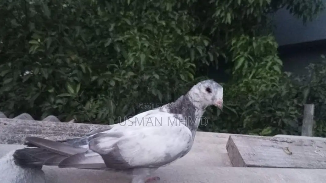 Pigeons