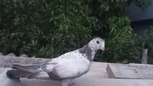 Pigeons