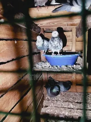 Timing Pigeon