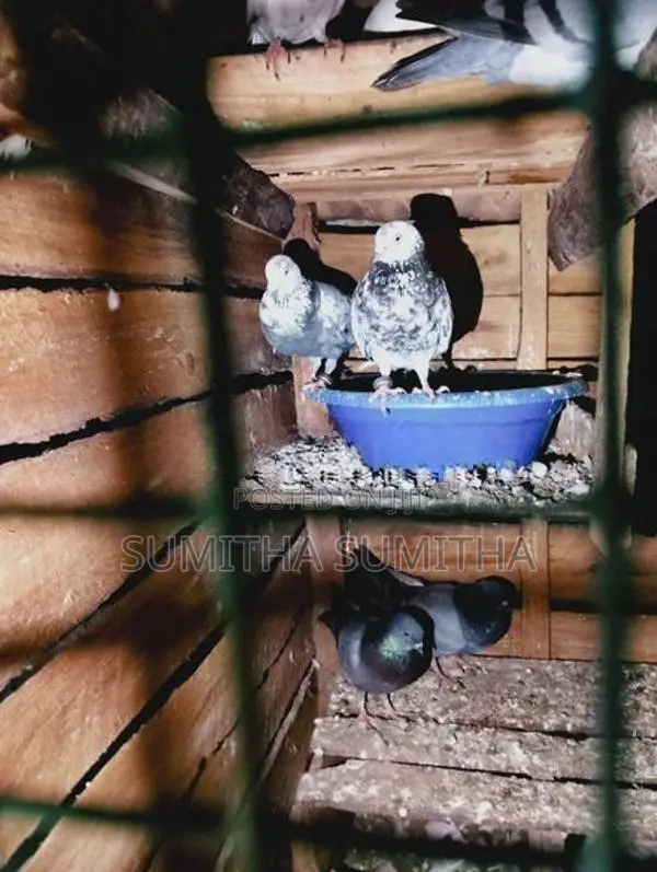 Timing Pigeon