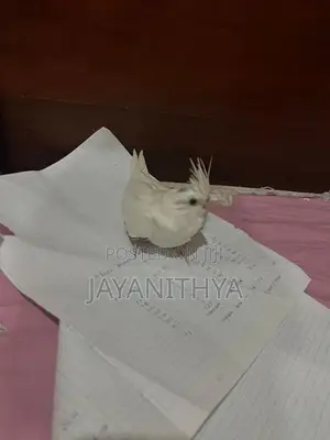 Cocktail Chicks