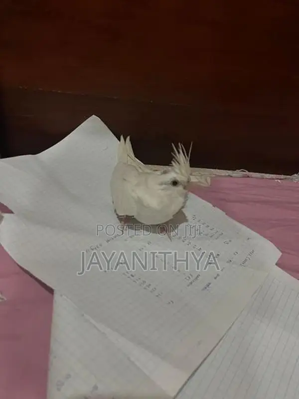 Cocktail Chicks