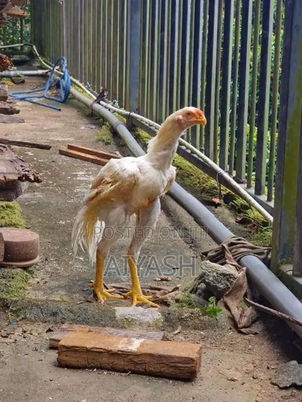Parrot Nose Rooster