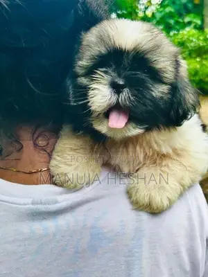 Shih Tzu Puppies