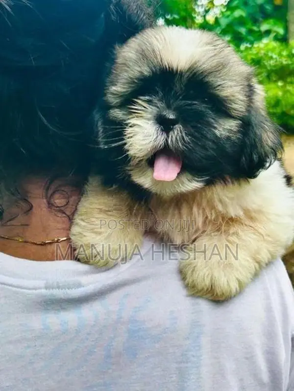 Shih Tzu Puppies