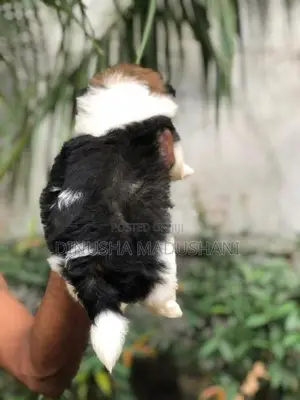 Shihtzu Puppies