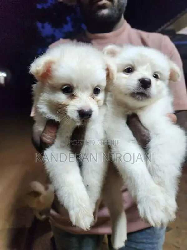 Lion Pomeranian Puppies