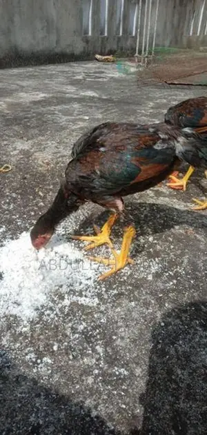 Rooster