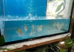 Mono Angel Fish