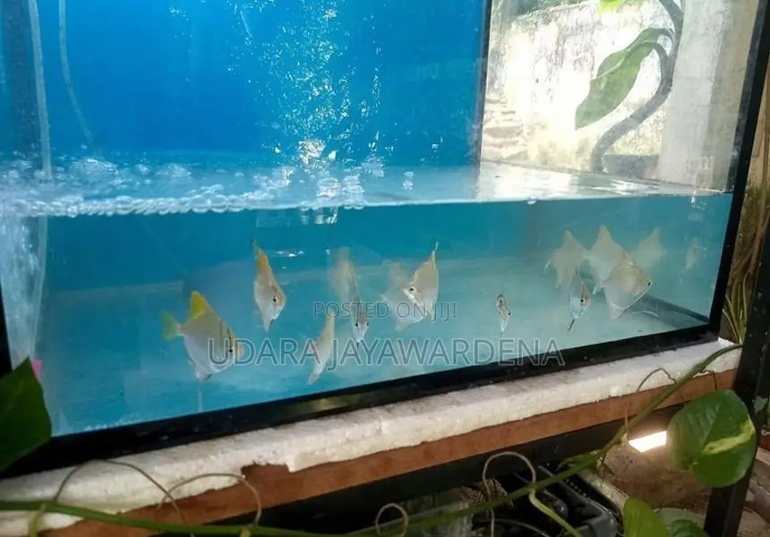Mono Angel Fish