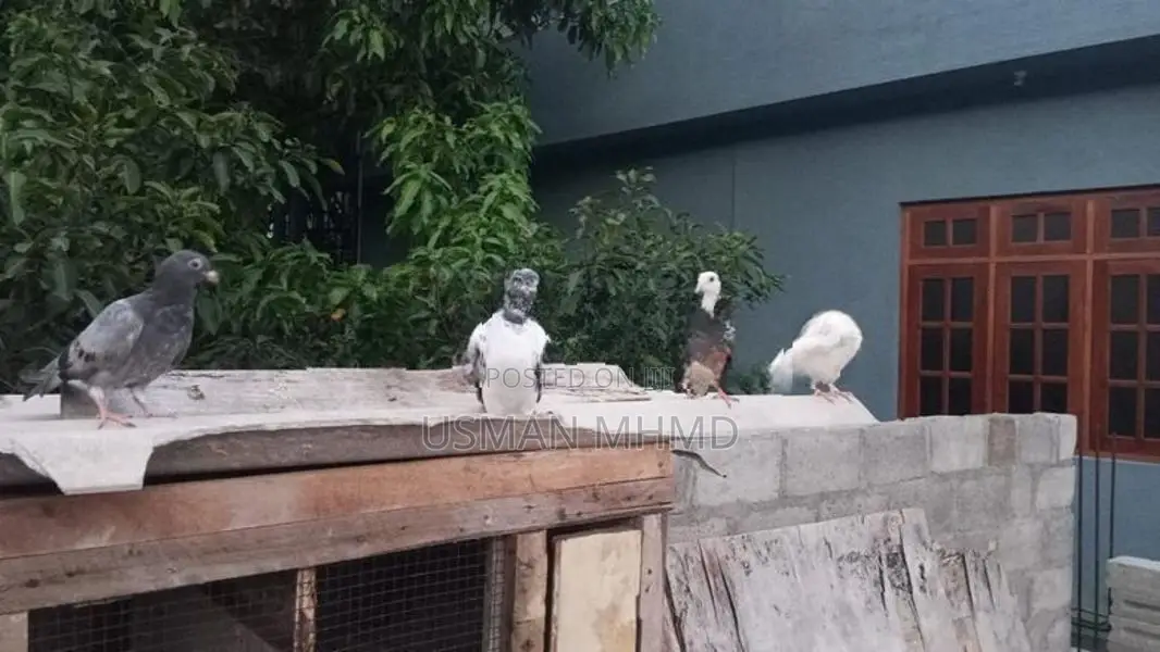 Pigeons