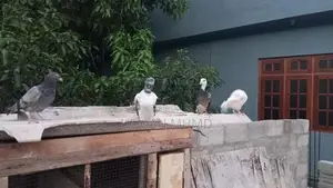 Pigeons